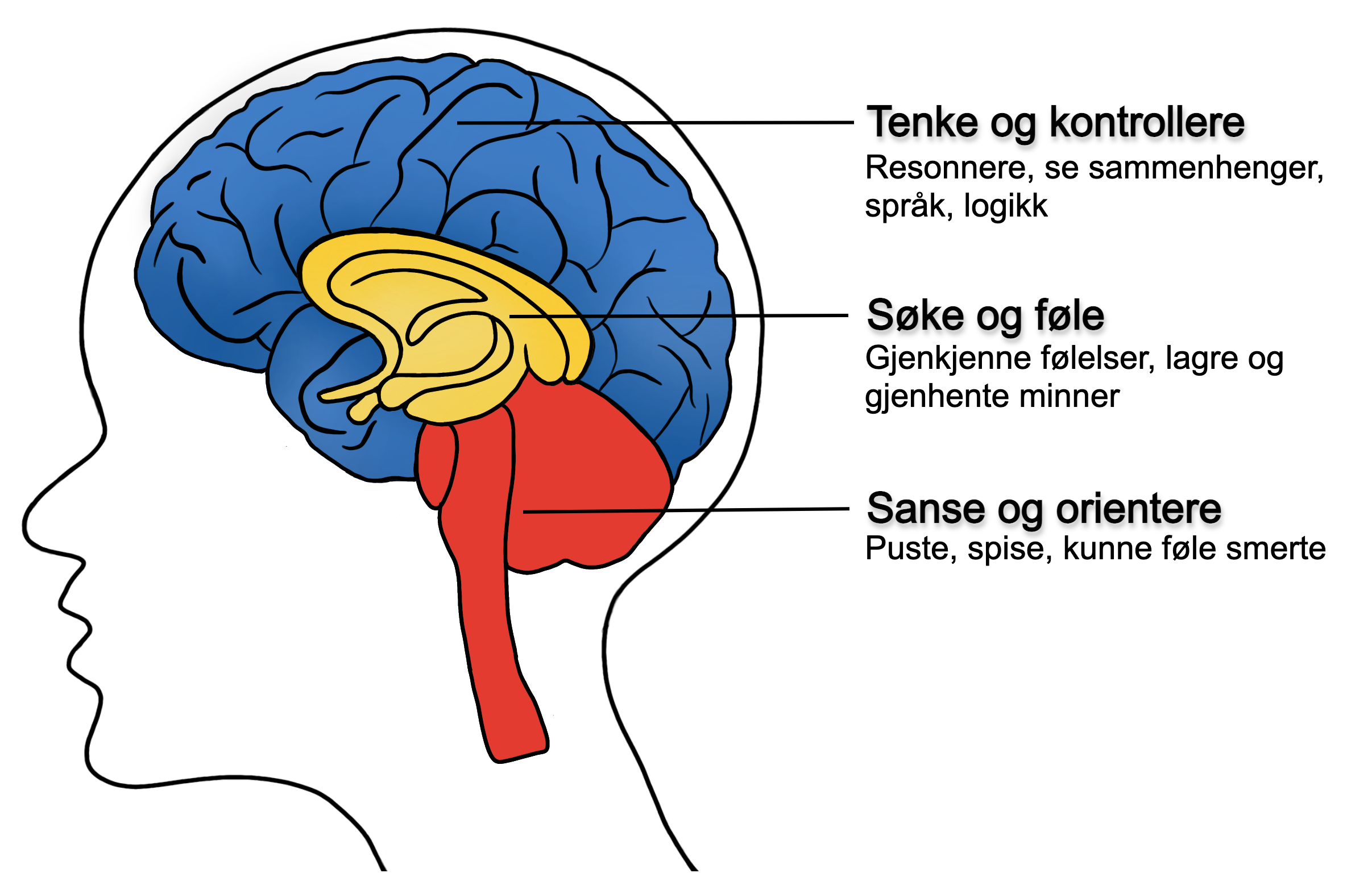 Illustrasjon av den tredelte hjernen. Øverst: "tenke og kontrollere", deretter "søke og føle", og til sist: "sanse og orientere".